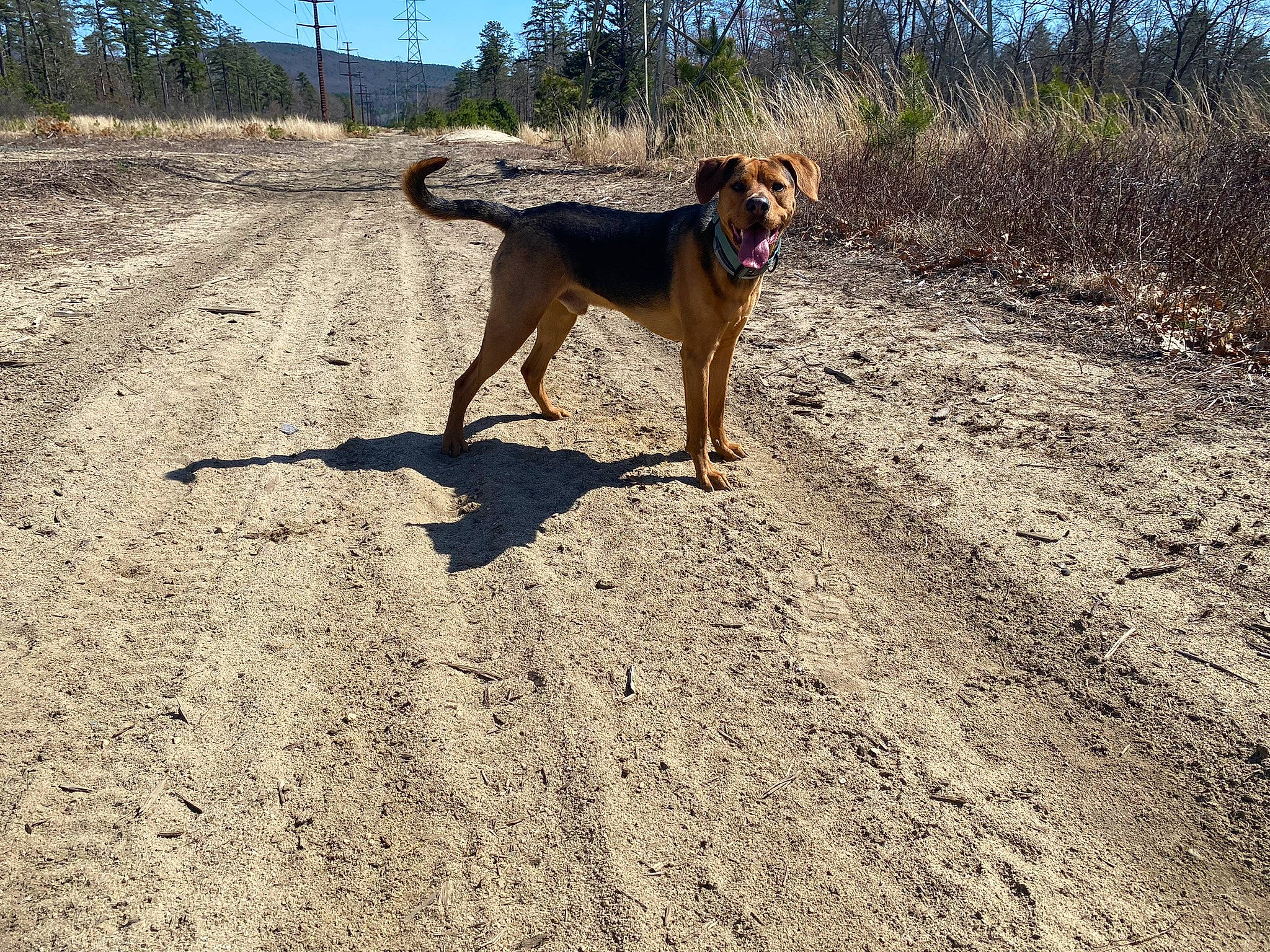 Ranger joined the competition — help win amazing prizes! adventure, canidae, carnivore, collar, dog, dog_breed, fawn, landscape, leash, plant, recreation, road_surface, sand, shadow, sky, soil, sporting_group, tail, tree, walking