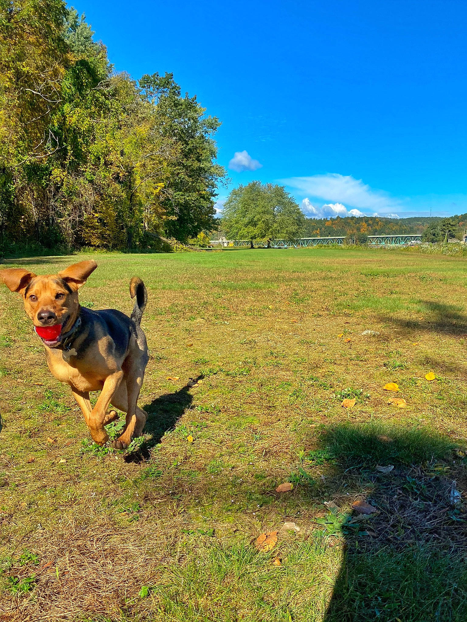 Ranger is registered to the contest to win money with this photo: carnivore, cloud, companion_dog, cumulus, dog, dog_breed, fawn, field, grass, grassland, landscape, natural_landscape, pasture, people_in_nature, plant, sky, soil, sporting_group, tail, tree