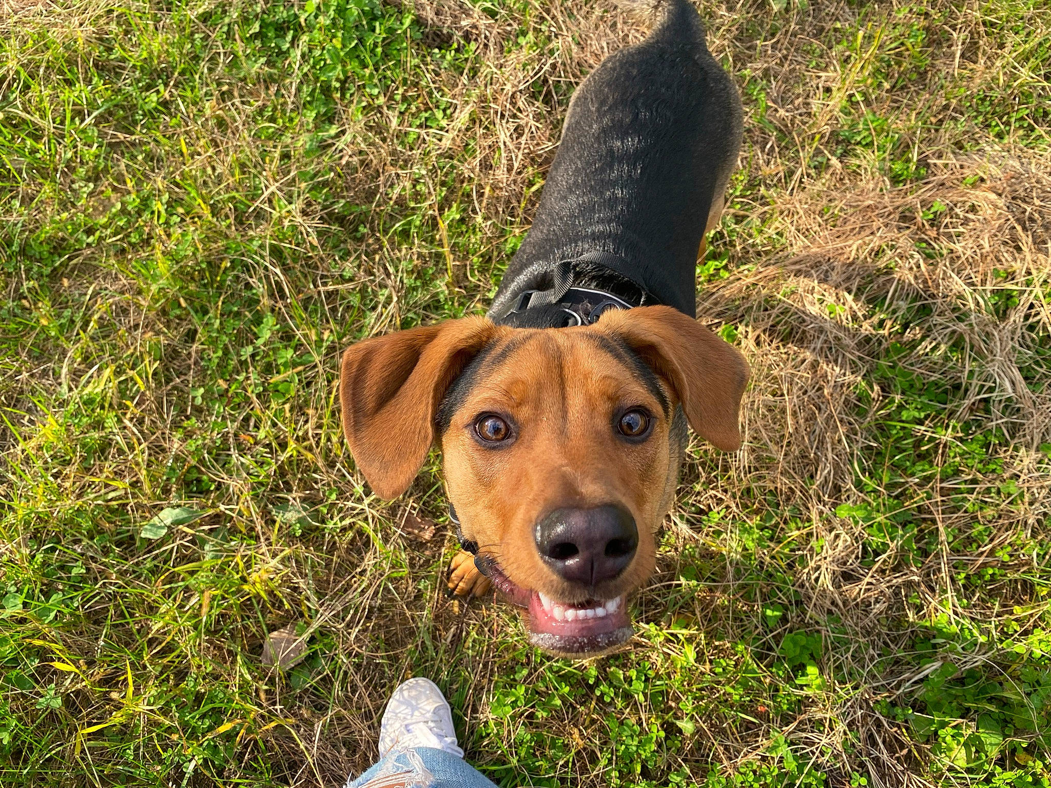 Ranger joined the competition — help win amazing prizes! carnivore, collar, companion_dog, dog, dog_breed, dog_collar, fawn, grass, grassland, groundcover, hat, liver, plant, prairie, snout, soil, sporting_group, sun_hat, terrestrial_animal, working_animal