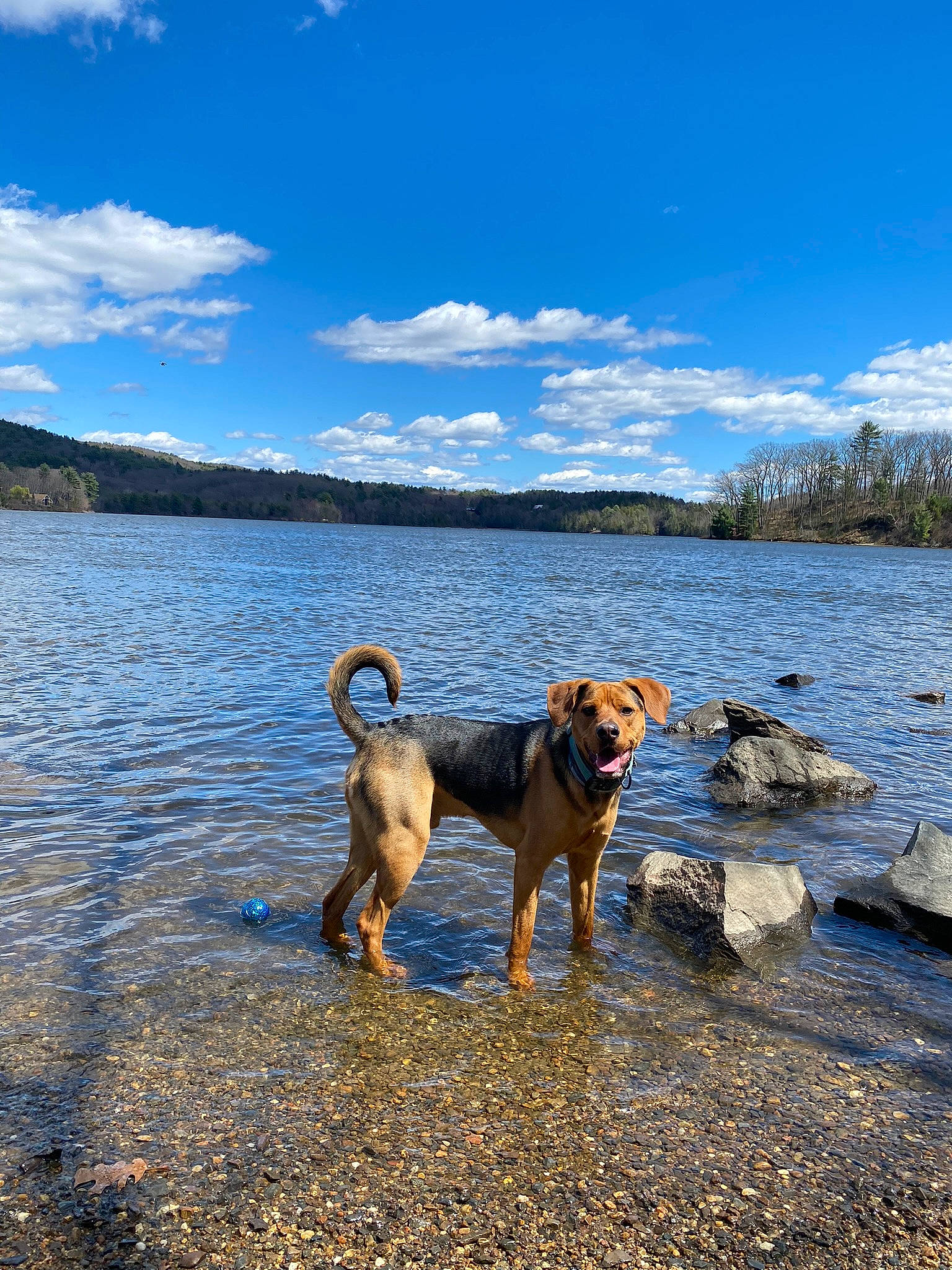 Ranger joined the competition — help win amazing prizes! beach, canidae, carnivore, cloud, collar, dog, dog_breed, fawn, horizon, lake, landscape, plant, reservoir, shore, sky, sporting_group, tree, vertebrate, water, wood