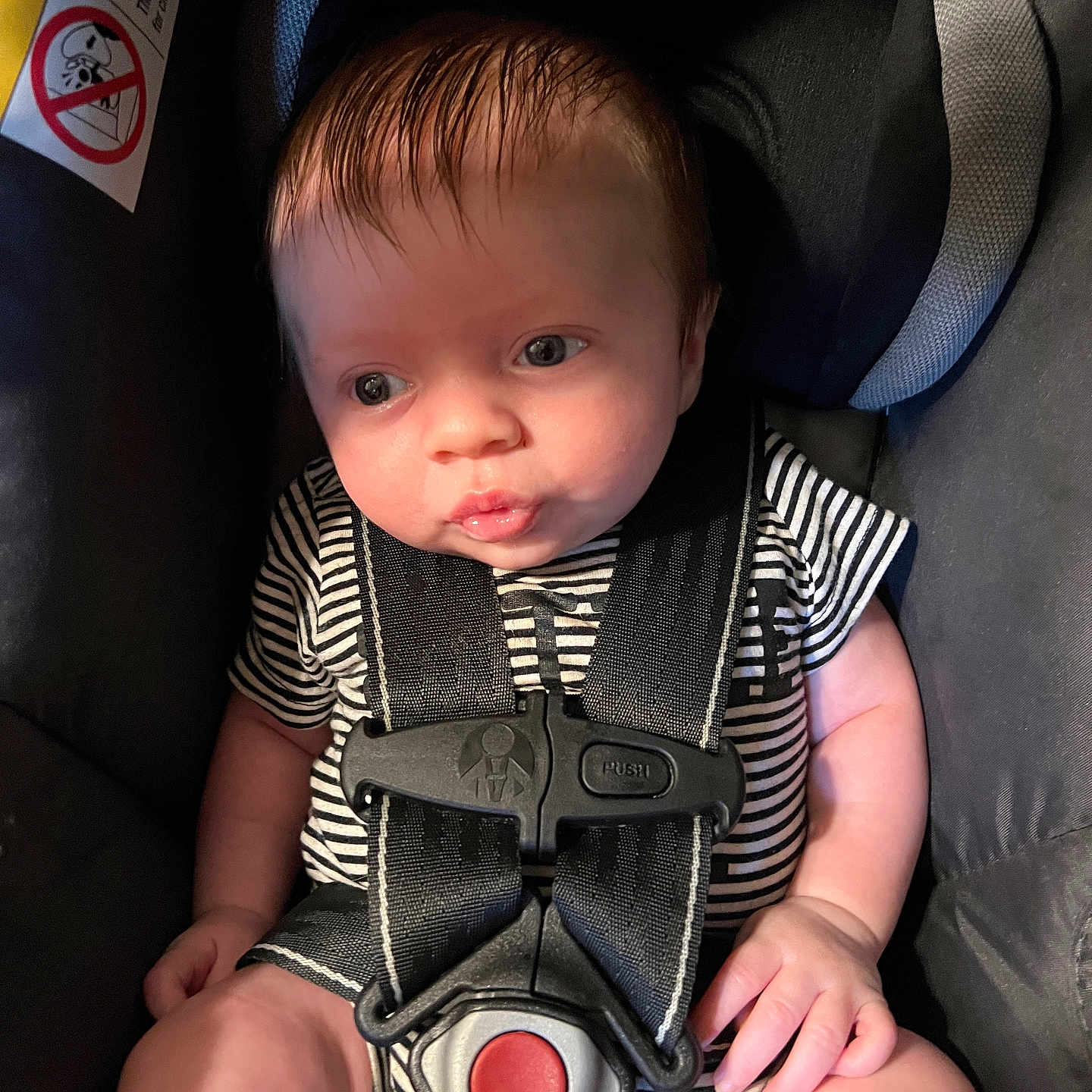 Branden is registered to the contest to win money with this photo: baby, child, car_seat, safety_harness, striped_clothing, infant, seat_belt, curious_expression, indoor, person, cute, young, human, sitting, closeup, head, face, skin, hair, hand
