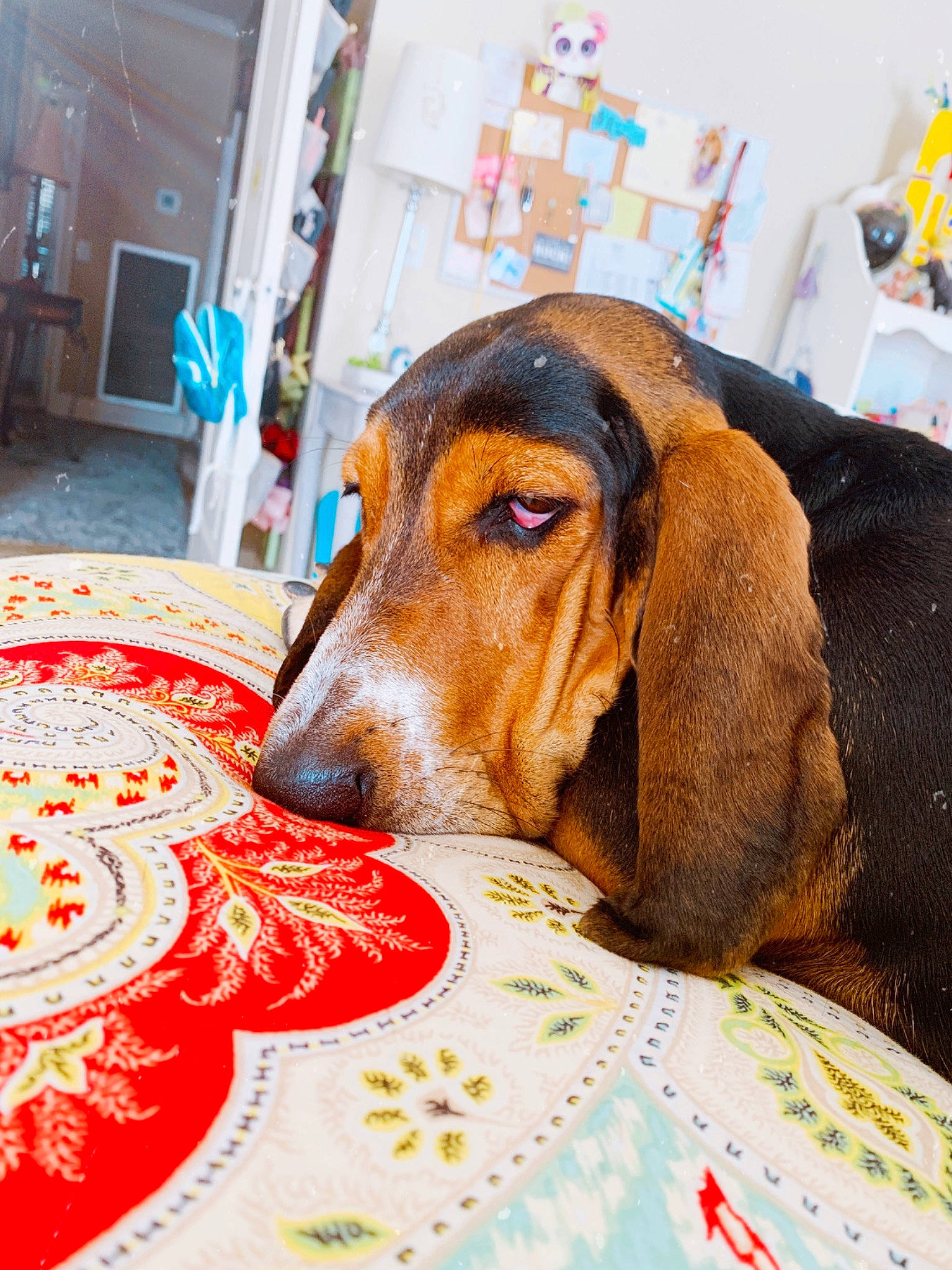Hazel Grace is registered to the contest to win money with this photo: basset_artesien_normand, basset_hound, canidae, carnivore, companion_dog, coonhound, dog, dog_breed, ear, english_coonhound, fur, hound, mammal, rare_breed_dog, scent_hound, schweizer_laufhund, snout, vertebrate