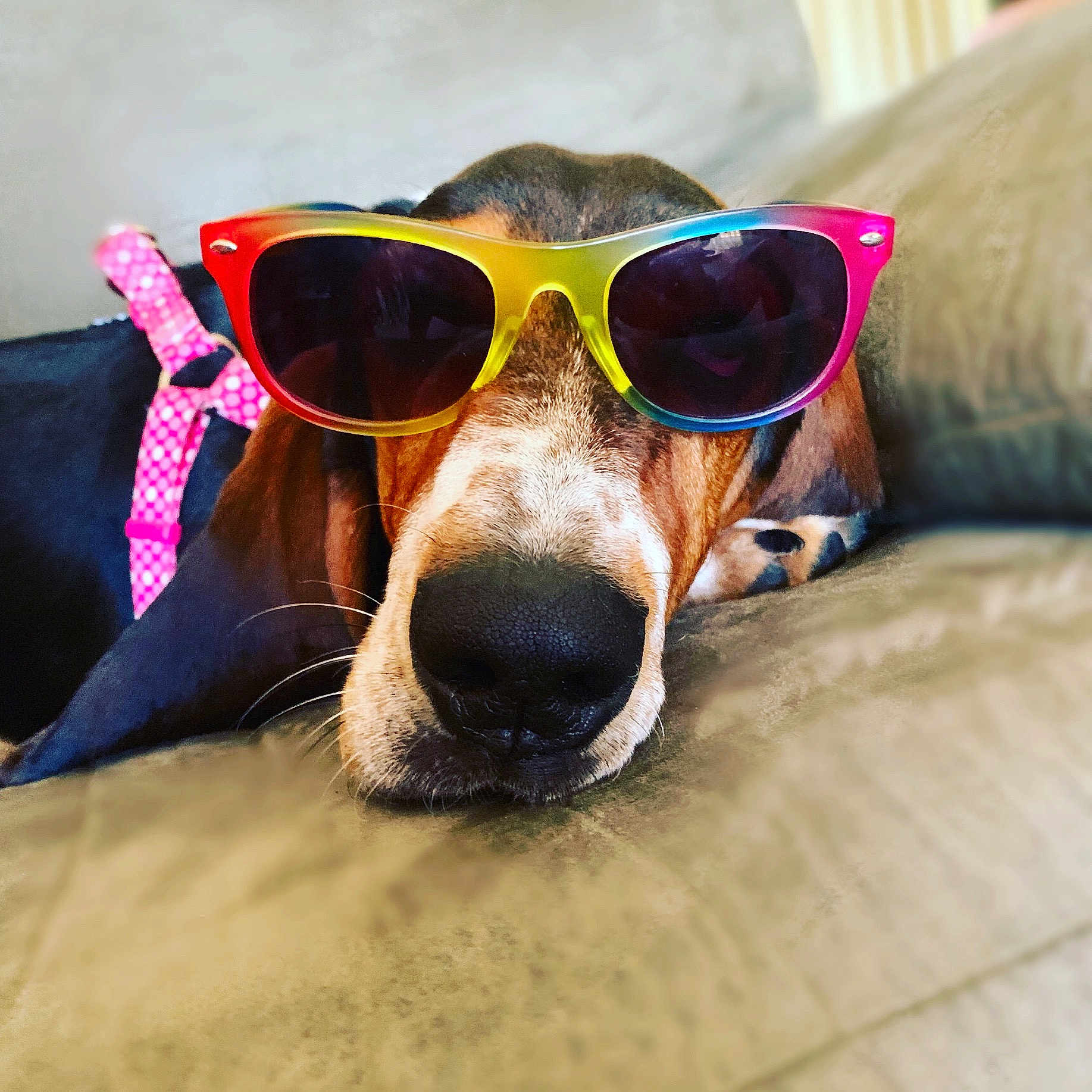 Hazel Grace is registered to the contest to win money with this photo: basset_hound, canidae, carnivore, cool, coonhound, dog, dog_breed, english_coonhound, eyewear, glasses, goggles, mammal, personal_protective_equipment, snout, sporting_group, sunglasses, vision_care