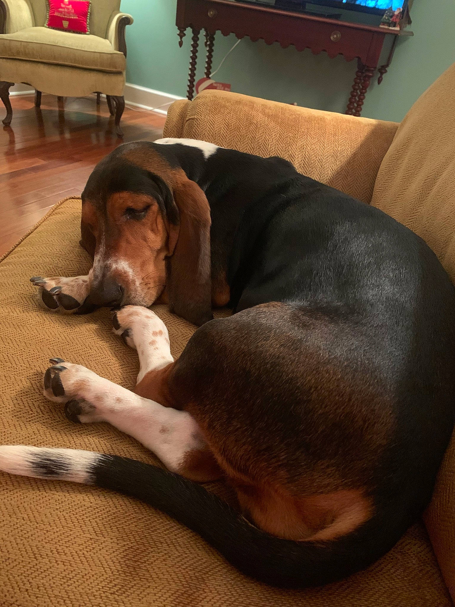 Hazel Grace is registered to the contest to win money with this photo: canidae, carnivore, companion_dog, coonhound, dog, dog_breed, fawn, mammal, redbone_coonhound, snout, vertebrate