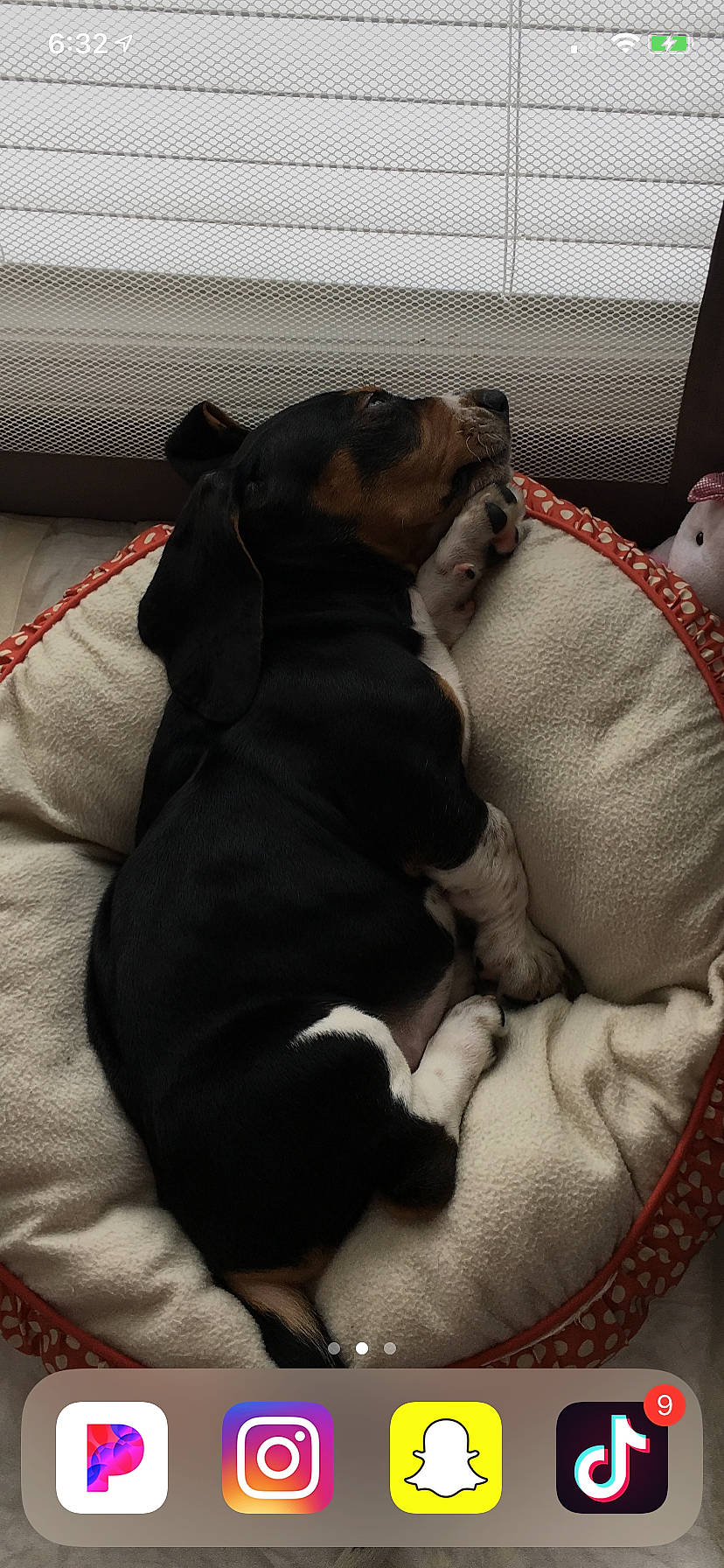 Hazel Grace joined the competition — help win amazing prizes! bedtime, canidae, carnivore, comfort, companion_dog, danish_swedish_farmdog, dog, dog_breed, nap, puppy, puppy_love, sleep, sporting_group