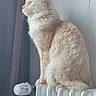 cat, contemplative, cozy, cream_colored, curtain, domestic_animal, feline, fluffy, fur, home, indoor, looking_out, natural_light, pet, radiator, side_view, sitting, warm, white, window