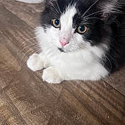 Stitch is registered to the contest to win money with this photo: animal, black_and_white, cat, close_up, cute, domestic_animal, ears, eyes, feline, floor, fur, indoor, kitten, pet, pink_nose, resting, small, whiskers, wooden_floor, young
