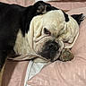 Tanos participe au concours pour gagner de l'argent avec cette photo : animal, bed, bulldog, closeup, cozy, cute, dog, face, fur, indoors, paw, pet, pillow, pink, portrait, relaxed, resting, sleeping, white, wrinkles