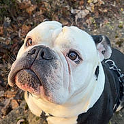 Tanos participe au concours pour gagner de l'argent avec cette photo : animal, black, bulldog, canine, closeup, cute, dog, expression, face, ground, leash, leaves, looking_up, moss, nature, outdoor, pet, portrait, white, wrinkles