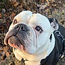 animal, black, bulldog, canine, closeup, cute, dog, expression, face, ground, leash, leaves, looking_up, moss, nature, outdoor, pet, portrait, white, wrinkles