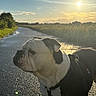 Tanos a rejoint le concours — aidez-le/la à gagner de superbes lots ! animal, black_and_white, bulldog, canine, clouds, daytime, dog, field, grass, leash, nature, outdoor, pet, portrait, road, scenic, sky, sunlight, sunset, walking