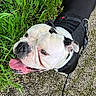 bulldog, dog, pet, animal, leash, black_harness, grass, greenery, outdoor, path, panting, tongue_out, white_and_black, canine, walk, nature, summer, close_up, happy, companion