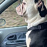 Tanos a rejoint le concours — aidez-le/la à gagner de superbes lots ! dog, bulldog, car, car_interior, window, seat, harness, pet, animal, side_view, looking_out, transportation, vehicle, road_trip, companion, domestic_animal, sitting, profile, black_and_white, canine