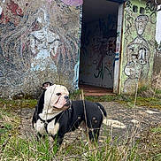 Tanos participe au concours pour gagner de l'argent avec cette photo : bulldog, dog, animal, graffiti, mural, abandoned_building, art, outdoor, urban, grass, nature, wall, colorful, street_art, building, doorway, painting, expression, standing, canine