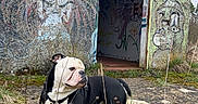 Tanos participe au concours pour gagner de l'argent avec cette photo : abandoned_building, animal, art, building, bulldog, canine, colorful, dog, doorway, expression, graffiti, grass, mural, nature, outdoor, painting, standing, street_art, urban, wall
