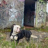bulldog, dog, animal, graffiti, mural, abandoned_building, art, outdoor, urban, grass, nature, wall, colorful, street_art, building, doorway, painting, expression, standing, canine