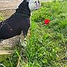 Tanos participe au concours pour gagner de l'argent avec cette photo : bulldog, dog, black_harness, grass, red_tulip, flower, side_view, outdoor, street, sidewalk, greenery, tree, parked_car, road_sign, nature, plant, daylight, pet, canine, urban