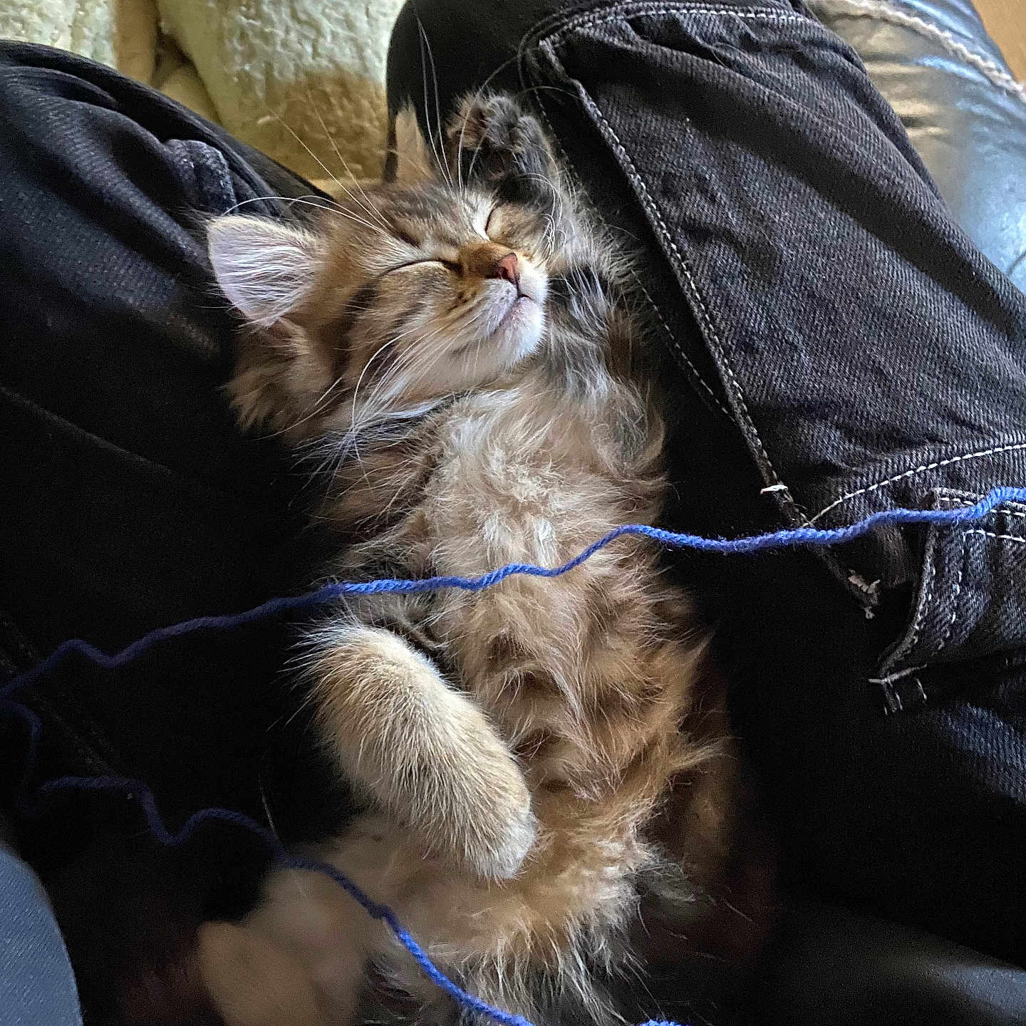 Hoshi a rejoint le concours — aidez-le/la à gagner de superbes lots ! adult, animal, blanket, canine, cat, clothing, couch, cushion, dog, furniture, homedecor, jeans, kitten, male, man, manx, pants, person, pet, sleeping