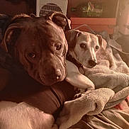 Blue And Happy joined the competition — help win amazing prizes! dog, dogs, cuddling, blanket, cozy, indoor, pet, animal, brown_dog, white_dog, fur, resting, close_up, warm_light, comfort, companionship, bed, relaxed, ears, nose