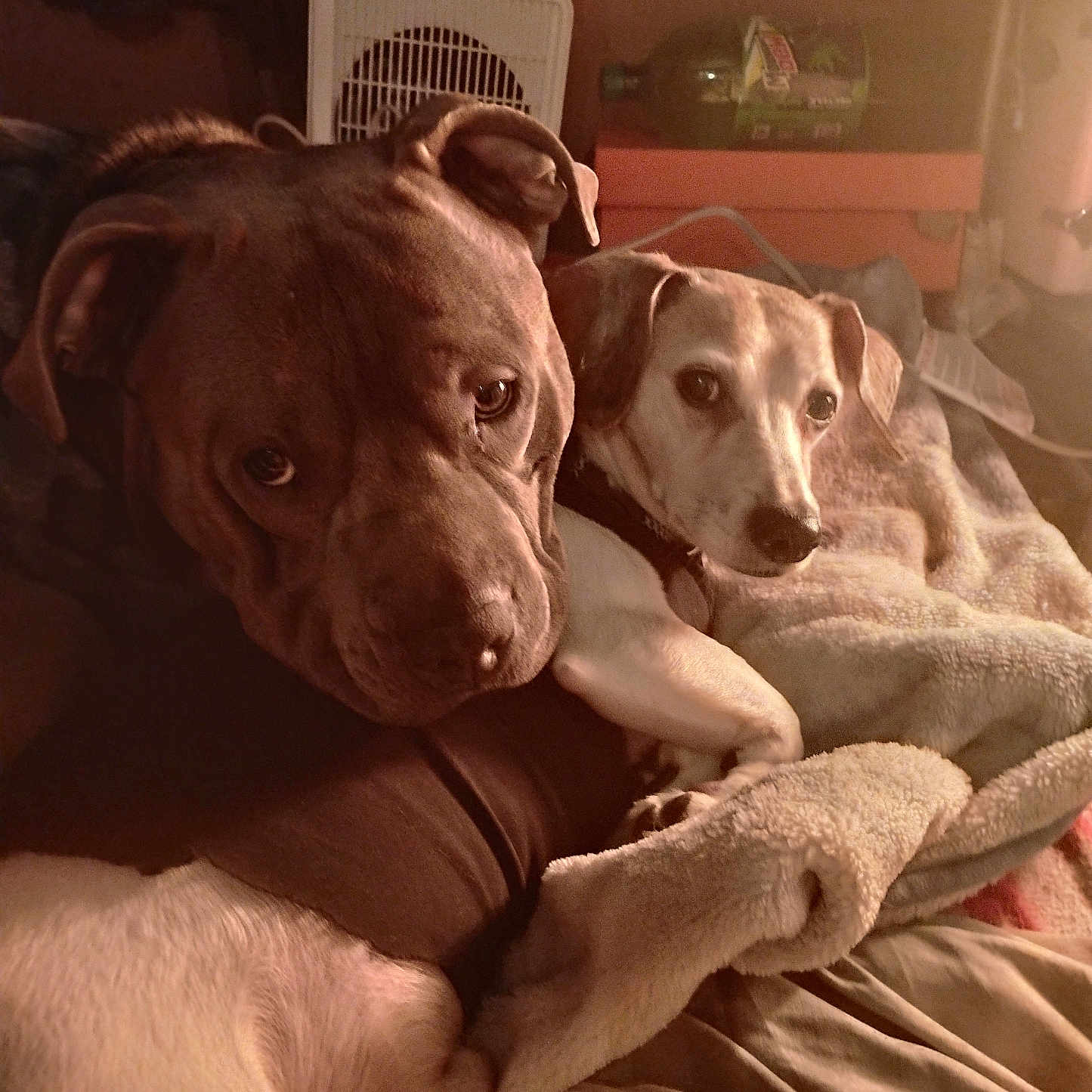 Blue And Happy joined the competition — help win amazing prizes! animal, bed, blanket, brown_dog, close_up, comfort, companionship, cozy, cuddling, dog, dogs, ears, fur, indoor, nose, pet, relaxed, resting, warm_light, white_dog