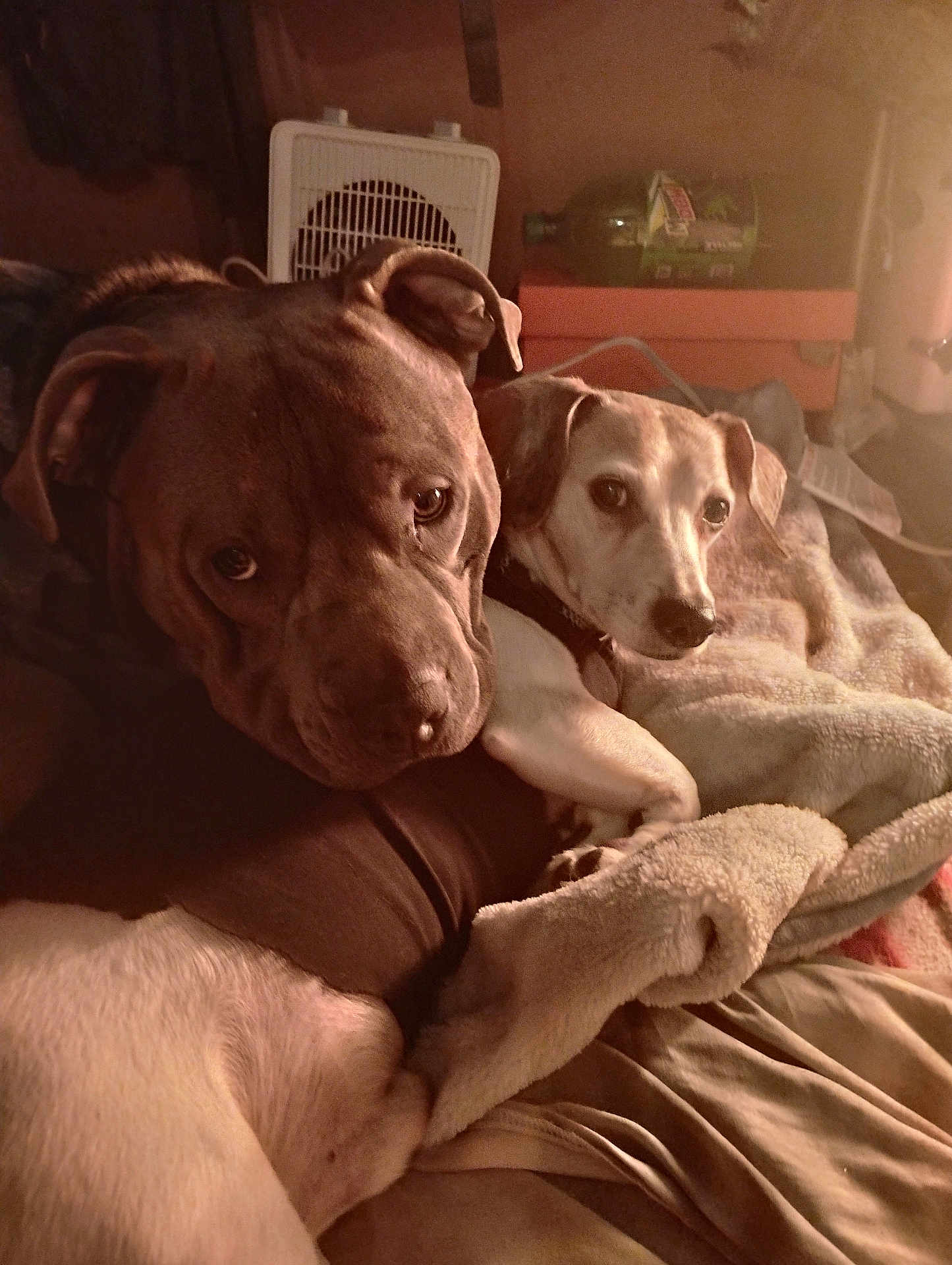 Blue And Happy joined the competition — help win amazing prizes! dog, dogs, cuddling, blanket, cozy, indoor, pet, animal, brown_dog, white_dog, fur, resting, close_up, warm_light, comfort, companionship, bed, relaxed, ears, nose