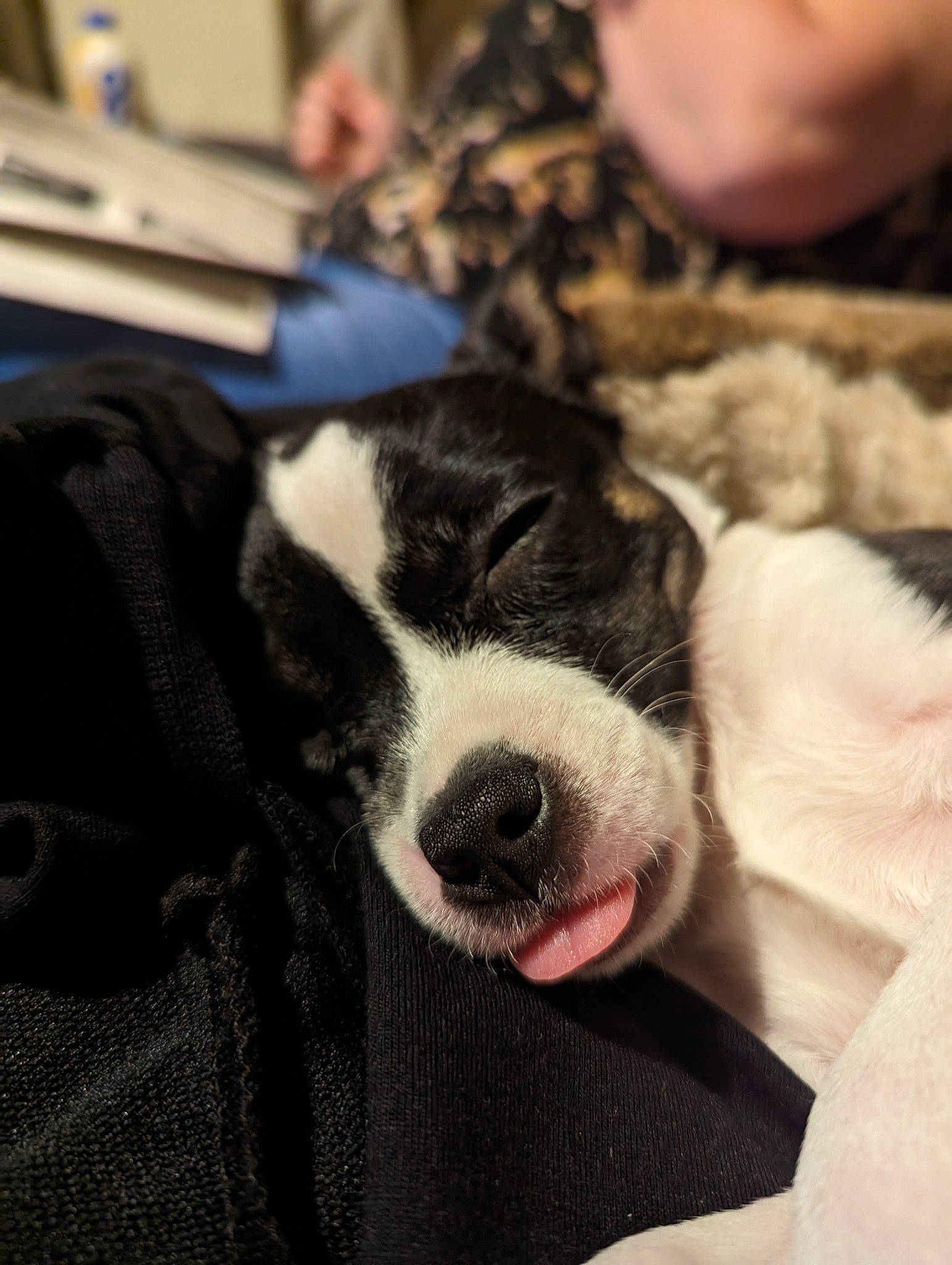 Lexi is registered to the contest to win money with this photo: canidae, carnivore, cloud, comfort, companion_dog, dog, dog_breed, fur, nap, non_sporting_group, paw, puppy, puppy_love, small_to_medium_sized_cats, snout, sporting_group, terrestrial_animal, toy_dog, whiskers, working_animal