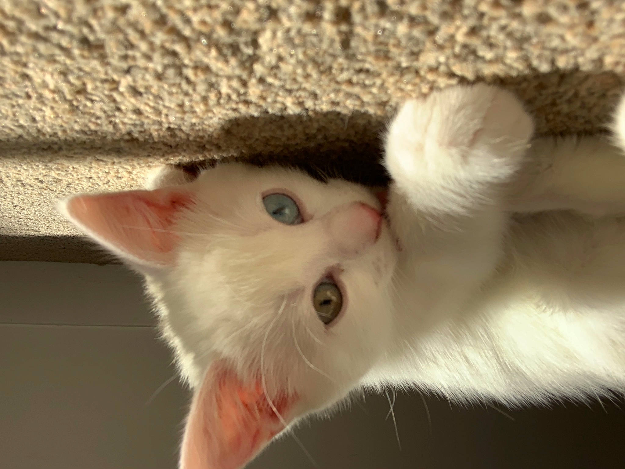 Apple is registered to the contest to win money with this photo: carnivore, cat, claw, domestic_short_haired_cat, ear, eye, fawn, felidae, fur, head, iris, paw, small_to_medium_sized_cats, snout, tail, whiskers