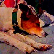 Zippy joined the competition — help win amazing prizes! animal, blanket, calm, canine, closeup, collar, comfort, cozy, dog, domestic, face, fur, indoor, nap, paws, pet, quiet, relaxed, resting, sleeping