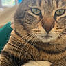 cat, tabby_cat, close_up, green_eyes, whiskers, fur, pet, indoor, resting, cozy, soft_surface, blurred_background, comfortable, animal, mammal, feline, domestic_cat, portrait, relaxed, cute
