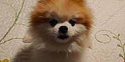 Fredo joined the competition — help win amazing prizes! adorable, animal, bedspread, companion, cute, dog, domestic, flower_pattern, fluffy, fur, indoor, looking_up, pet, pomeranian, portrait, puppy, quilt, resting, small_dog, soft