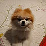 adorable, animal, bedspread, companion, cute, dog, domestic, flower_pattern, fluffy, fur, indoor, looking_up, pet, pomeranian, portrait, puppy, quilt, resting, small_dog, soft