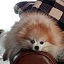 Fredo is registered to the contest to win money with this photo: animal, blanket, checkered_pattern, companion, cozy, cute, dog, ears, face, fluffy, fur, indoor, leather_chair, nose, paw, pet, pomeranian, relaxed, resting, small_dog