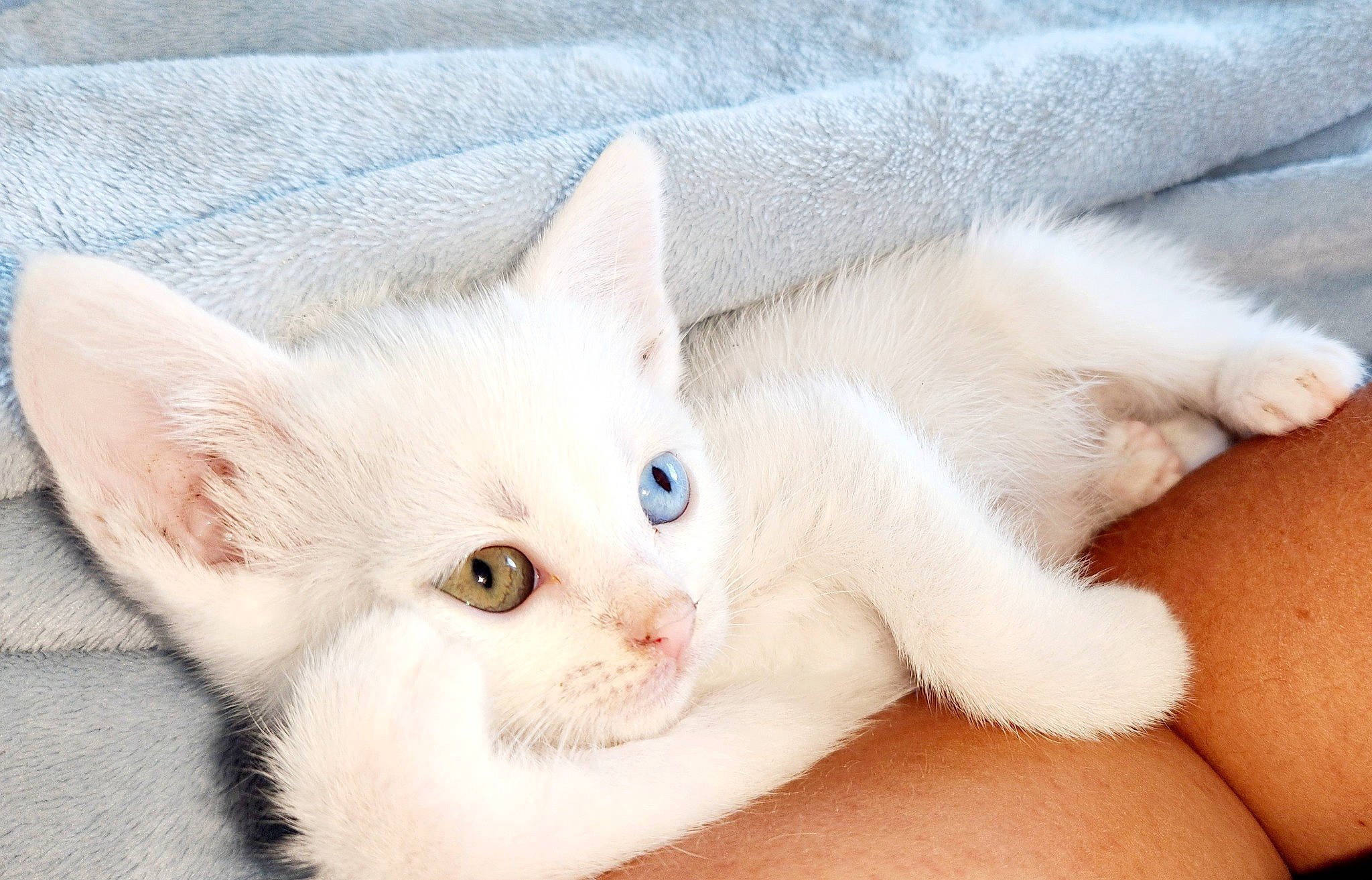 Neige a rejoint le concours — aidez-le/la à gagner de superbes lots ! carnivore, cat, claw, comfort, domestic_short_haired_cat, ear, eye, fawn, felidae, fur, paw, small_to_medium_sized_cats, snout, tail, whiskers