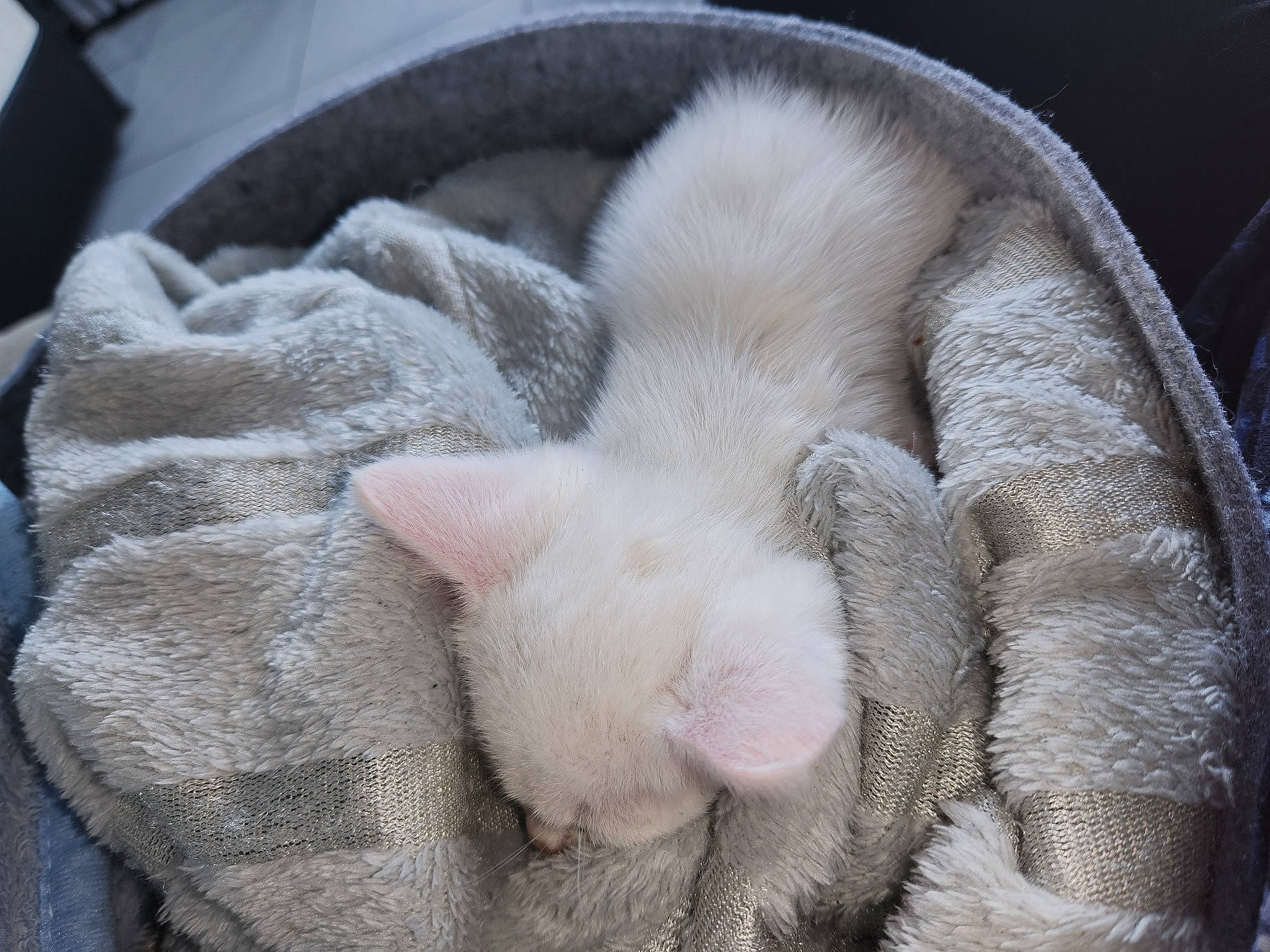 Neige participe au concours pour gagner de l'argent avec cette photo : carnivore, cat, cat_bed, cat_supply, claw, comfort, domestic_short_haired_cat, fawn, felidae, fur, linens, nap, paw, sleep, small_to_medium_sized_cats, snout, tail, terrestrial_animal, whiskers, wool