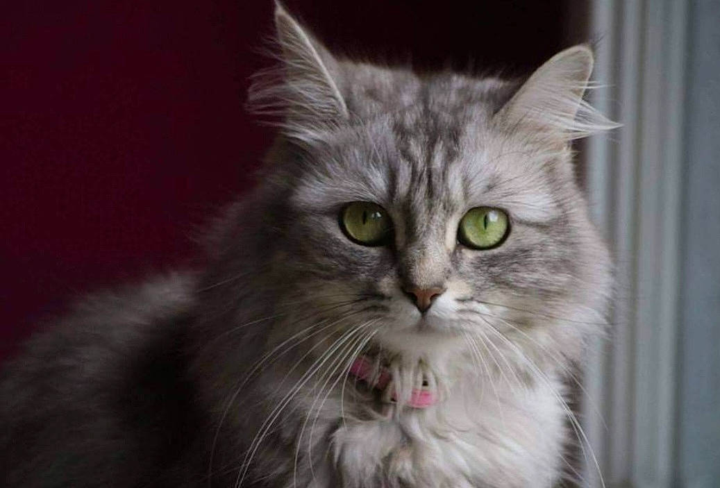 Patate participe au concours pour gagner de l'argent avec cette photo : carnivore, cat, felidae, fur, small_to_medium_sized_cats, snout, terrestrial_animal, whiskers