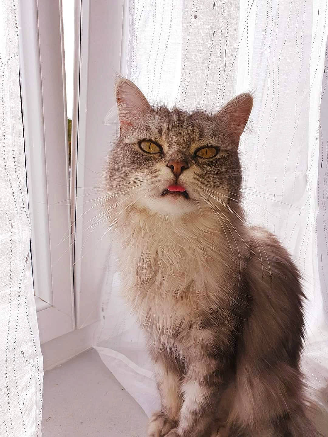 Patate a rejoint le concours — aidez-le/la à gagner de superbes lots ! carnivore, cat, domestic_short_haired_cat, door, felidae, flooring, fur, paw, small_to_medium_sized_cats, snout, tail, terrestrial_animal, whiskers, window, wood