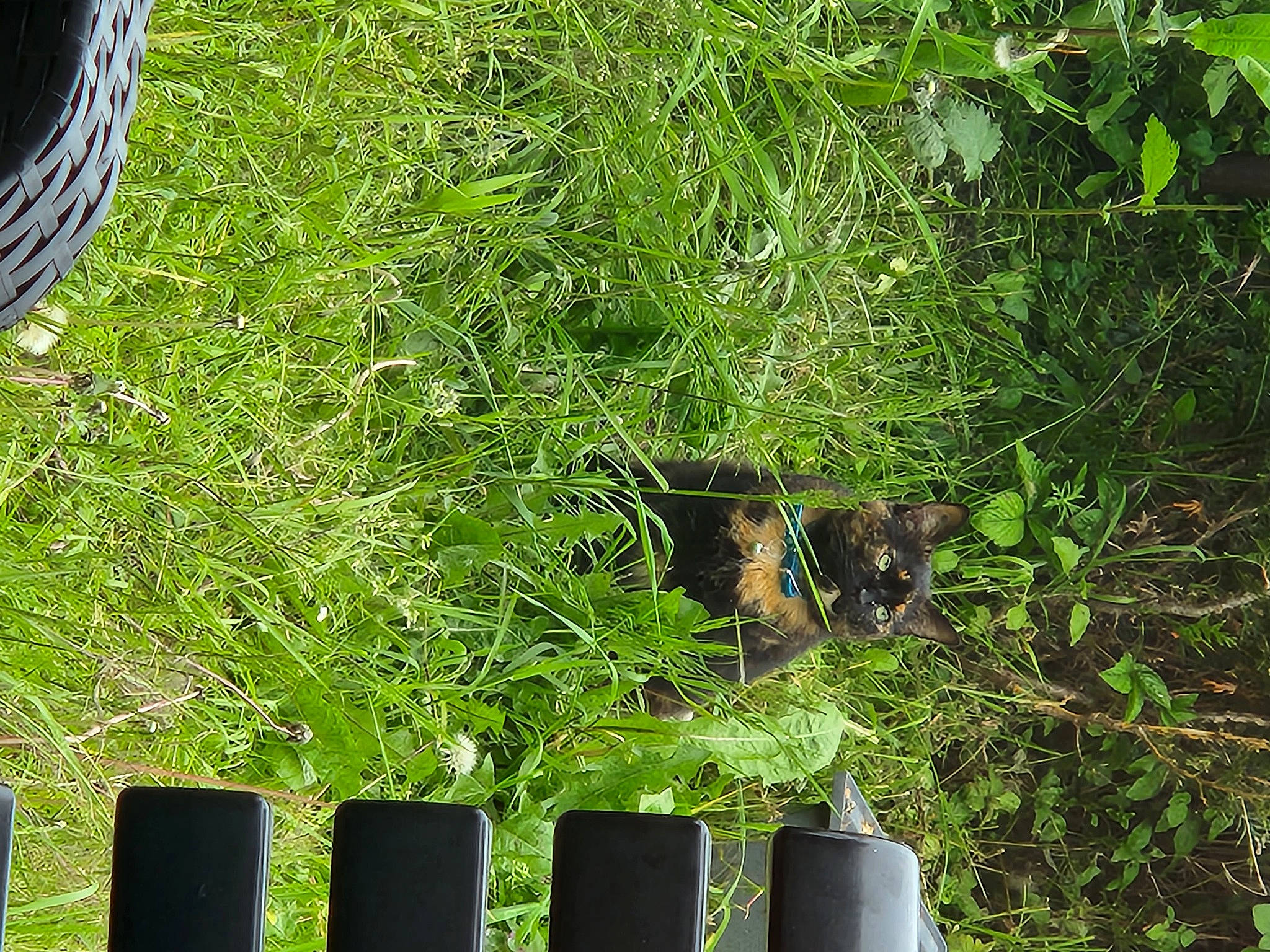 Fifi a rejoint le concours — aidez-le/la à gagner de superbes lots ! automotive_exterior, automotive_tire, fender, flowerpot, grass, grass_family, groundcover, hood, lawn, light, plant, rectangle, shrub, soil, terrestrial_plant, tints_and_shades, tire, tread, vegetation, wood