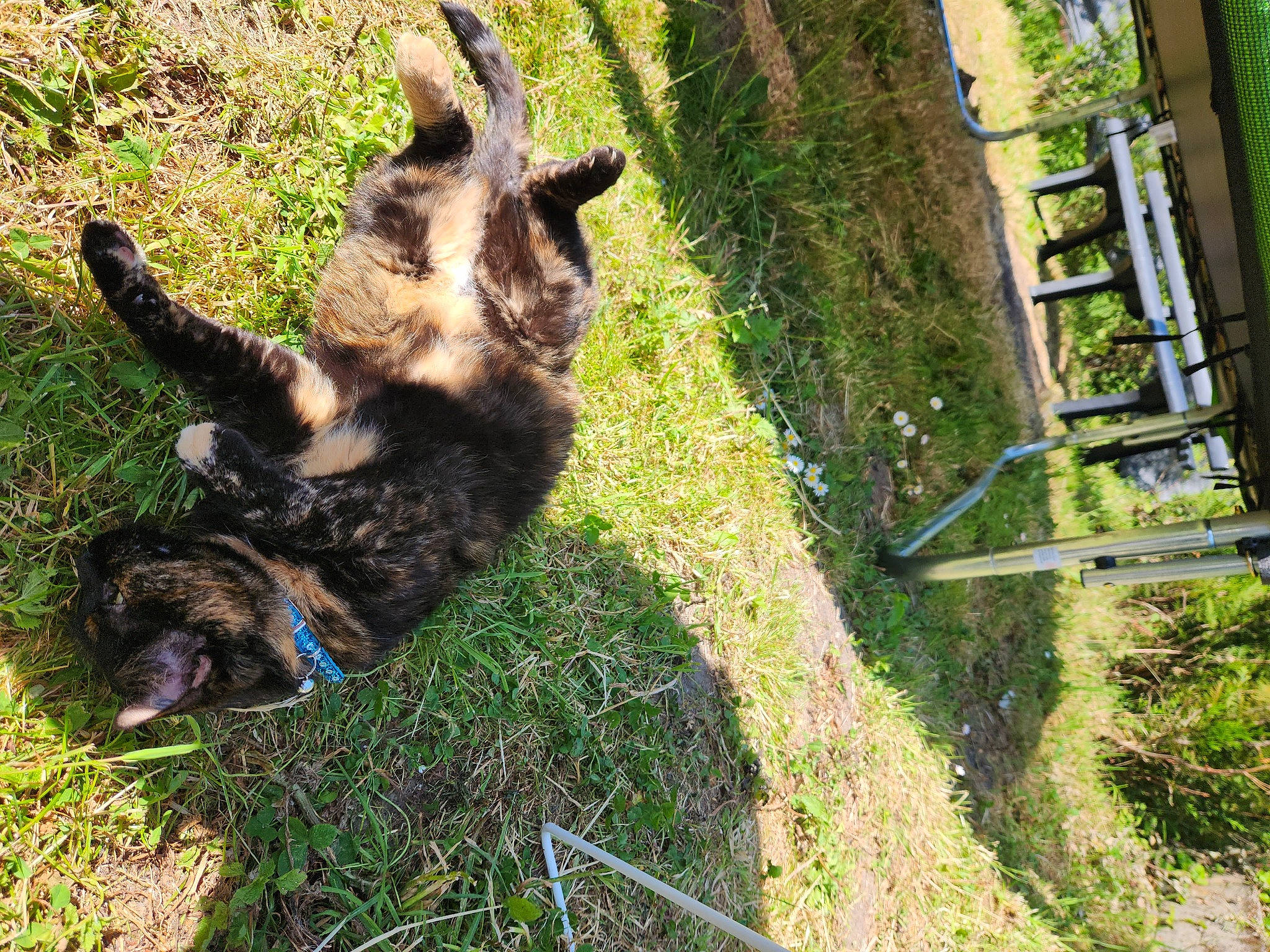 Fifi participe au concours pour gagner de l'argent avec cette photo : canidae, carnivore, companion_dog, dog, dog_breed, east_european_shepherd, fur, grass, groundcover, herding_dog, ladder, livestock, old_german_shepherd_dog, plant, shadow, sporting_group, tail, terrestrial_animal, working_animal, working_dog