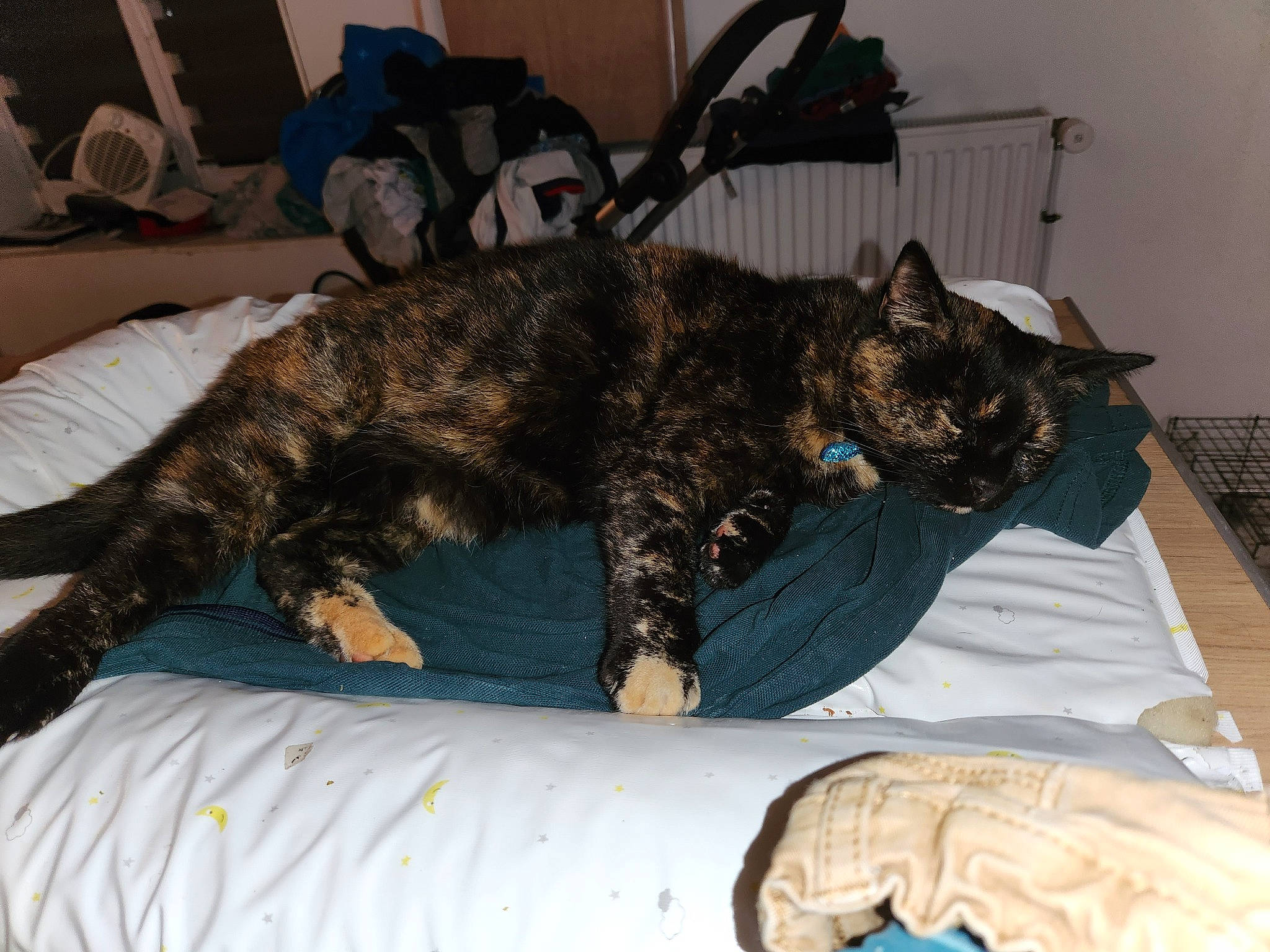 Fifi a rejoint le concours — aidez-le/la à gagner de superbes lots ! bed, canidae, carnivore, cat, chair, claw, comfort, dog_breed, domestic_short_haired_cat, felidae, fur, linens, military_camouflage, nap, paw, small_to_medium_sized_cats, sporting_group, tail, terrestrial_animal, whiskers