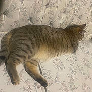 Starlord joined the competition — help win amazing prizes! animal, cat, comfort, couch, cozy, domestic, feline, floral_pattern, fur, home, indoor, pet, relaxed, resting, sleeping, striped, tabby, tail, upholstery, whiskers