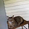 Starlord is registered to the contest to win money with this photo: animal, cat, chair, domestic_cat, ears, feline, fur, green_eyes, household, indoor, looking_at_camera, mammal, pet, portrait, relaxed, resting, tabby_cat, whiskers, wood, woven