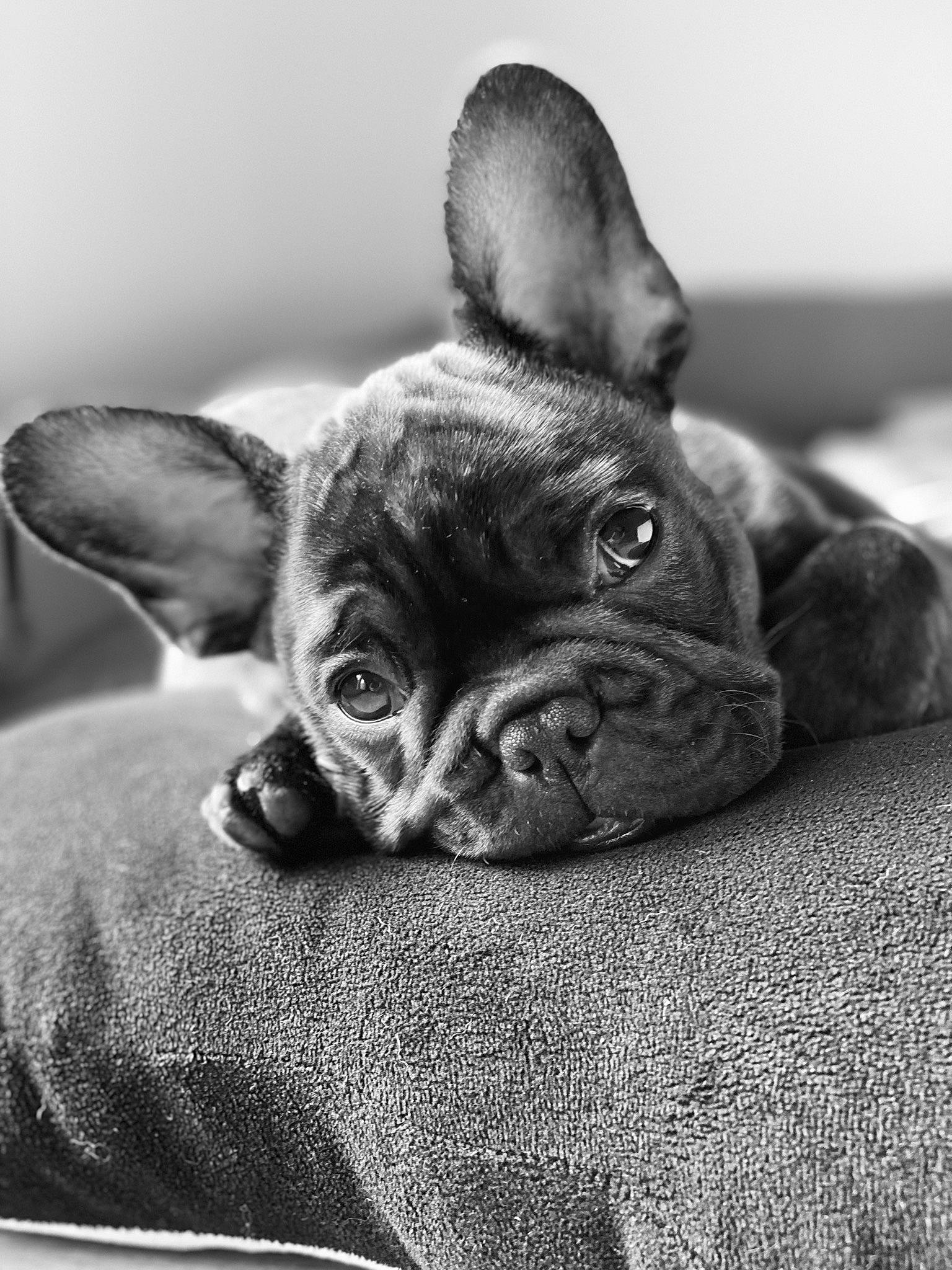 Marley participe au concours pour gagner de l'argent avec cette photo : bulldog, canidae, carnivore, close_up, dog, dog_breed, fawn, french_bulldog, mammal, monochrome_photography, neck, organ, skin, snout, terrestrial_animal, toy_dog, vertebrate, whiskers, working_animal, wrinkle