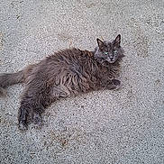 Kitty participe au concours pour gagner de l'argent avec cette photo : cat, fluffy_cat, gray_cat, fur, whiskers, ears, green_eyes, lying_down, relaxed, outdoor, concrete, driveway, ground, cart, wheel, portrait, animal, pet, long_hair, full_body