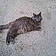 Kitty