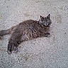 cat, fluffy_cat, gray_cat, fur, whiskers, ears, green_eyes, lying_down, relaxed, outdoor, concrete, driveway, ground, cart, wheel, portrait, animal, pet, long_hair, full_body