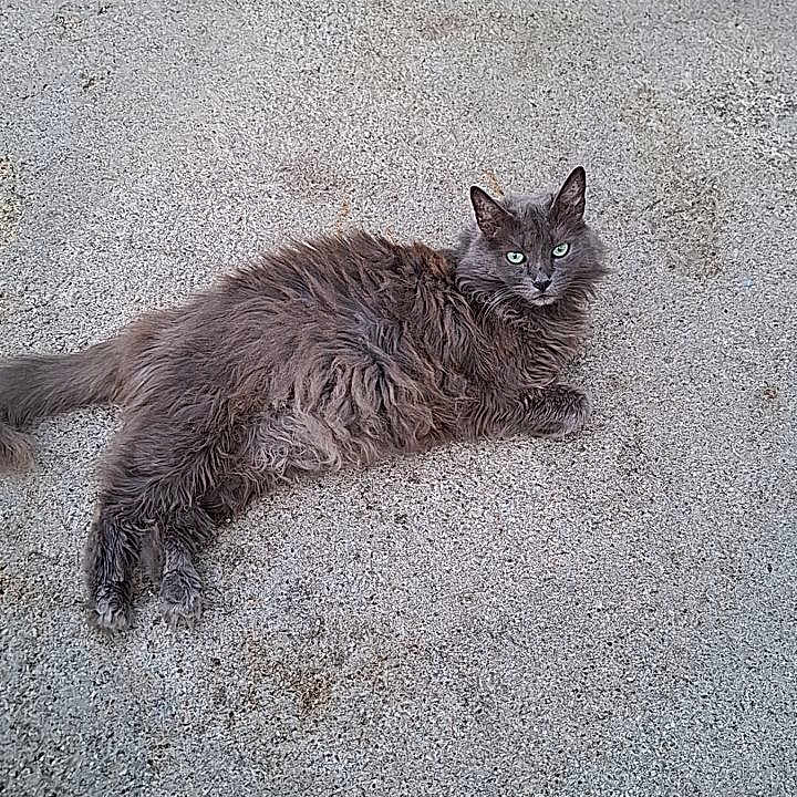 Kitty