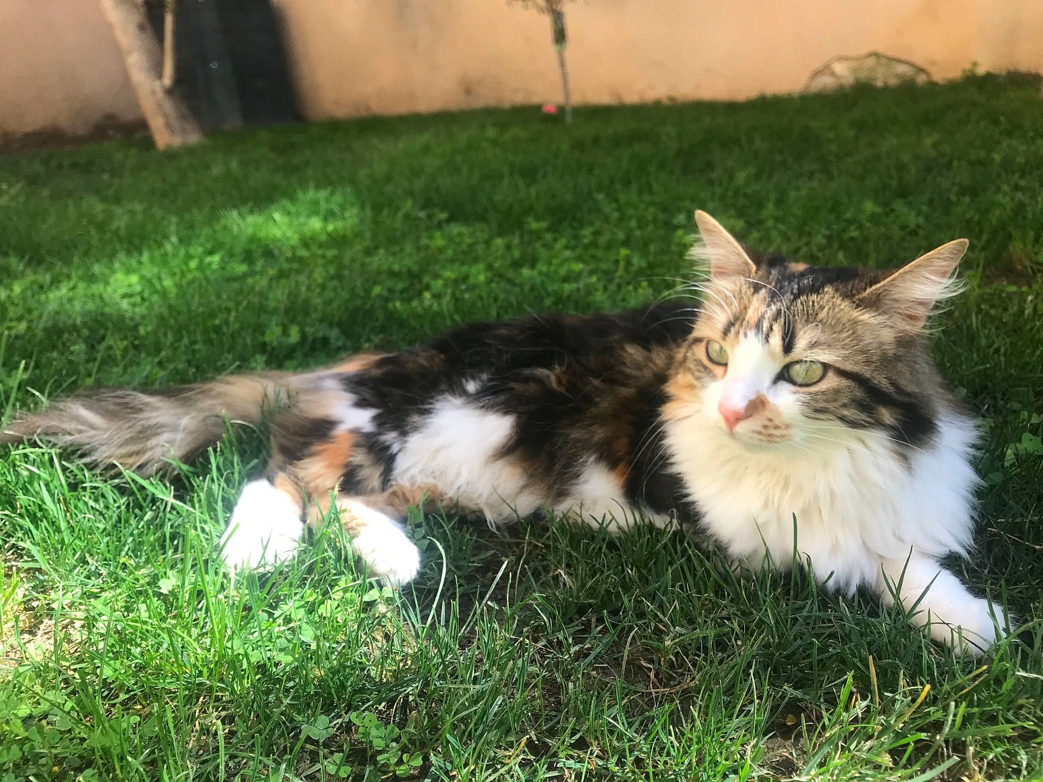 Moon a rejoint le concours — aidez-le/la à gagner de superbes lots ! carnivore, cat, claw, companion_dog, domestic_short_haired_cat, fawn, felidae, foot, fur, grass, groundcover, paw, plant, sitting, small_to_medium_sized_cats, snout, tail, terrestrial_animal, tree, whiskers