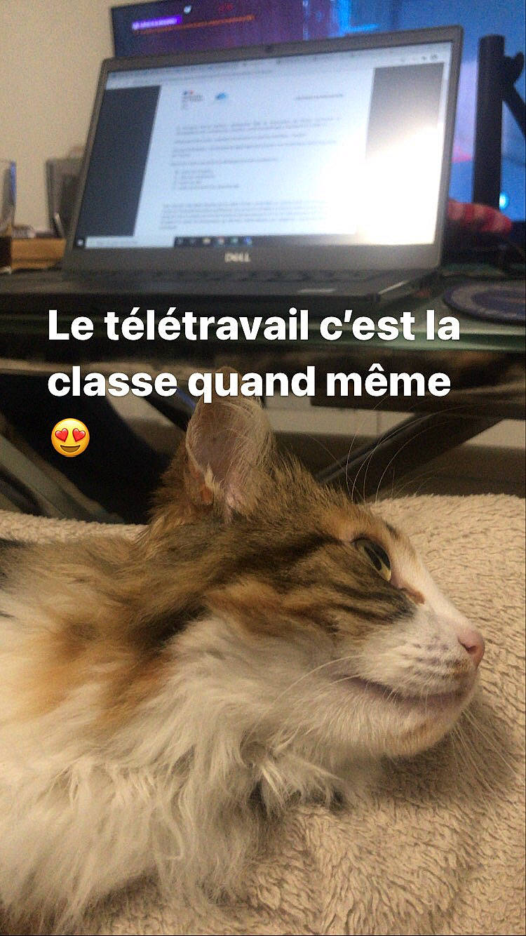 Moon participe au concours pour gagner de l'argent avec cette photo : advertising, carnivore, cat, computer, display_device, domestic_short_haired_cat, felidae, flat_panel_display, font, fur, hardwood, laptop, output_device, personal_computer, photo_caption, publication, small_to_medium_sized_cats, terrestrial_animal, whiskers, wood