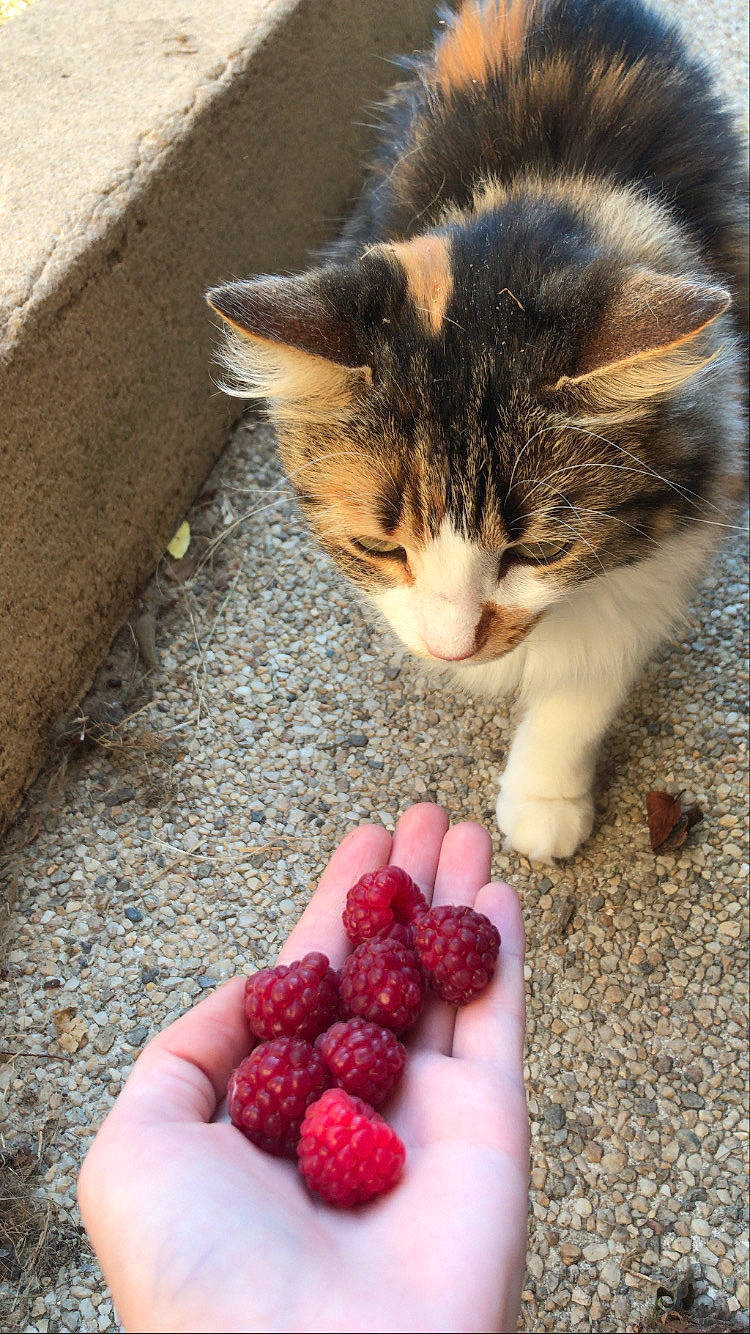 Moon participe au concours pour gagner de l'argent avec cette photo : berry, carnivore, cat, fawn, felidae, foot, fruit, gesture, hand, ingredient, leg, nail, natural_foods, plant, recipe, small_to_medium_sized_cats, strawberry, superfood, tail, whiskers