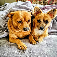 Squeakers is registered to the contest to win money with this photo: dog, two_dogs, blanket, bed, cozy, indoor, pet, fur, cute, snuggling, animal, canine, ears, paw, relaxed, brown, tan, speckled, comfort, home